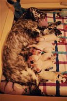 Click for large image