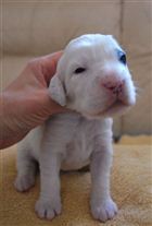 Click for large image