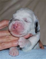 Click for large image