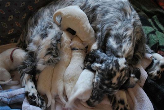 Click for large image