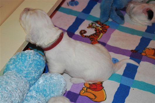 Click for large image