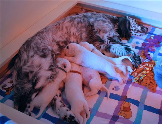 Click for large image