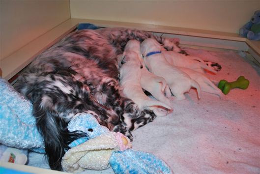 Click for large image