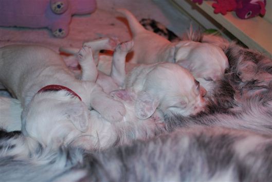 Click for large image