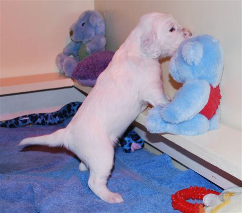 Click for large image