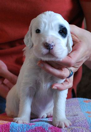 Click for large image