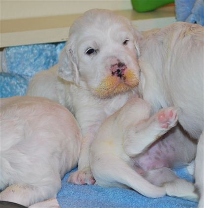 Click for large image