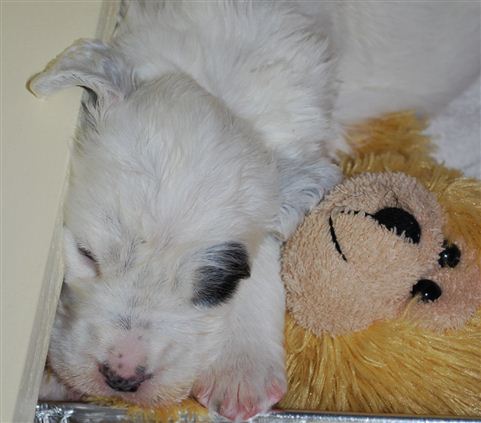 Click for large image