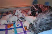 Click for large image