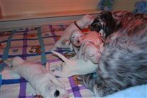 Click for large image