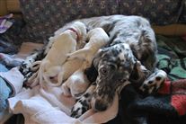 Click for large image