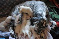 Click for large image