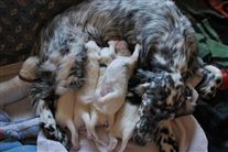 Click for large image