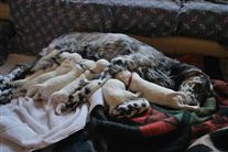 Click for large image