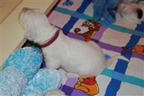 Click for large image