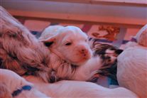 Click for large image