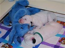 Click for large image