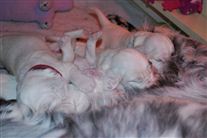 Click for large image