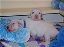 Click for large image