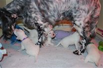 Click for large image