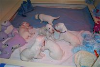 Click for large image