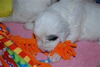 Click for large image