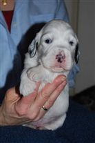 Click for large image