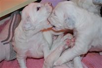 Click for large image