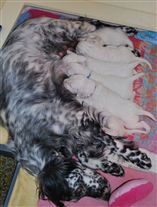 Click for large image