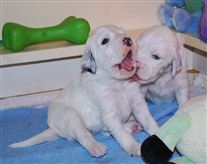 Click for large image