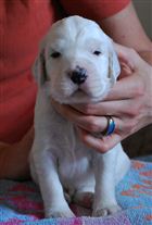 Click for large image