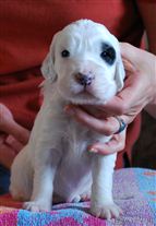 Click for large image