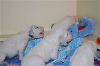 Click for large image