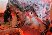 Click for large image