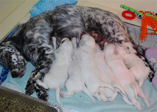 Click for large image