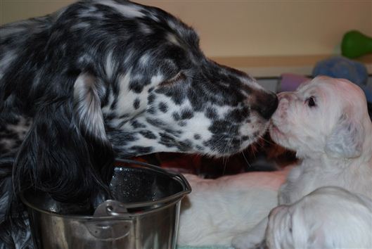 Click for large image