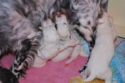 Click for large image