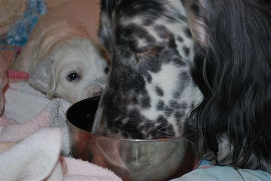 Click for large image