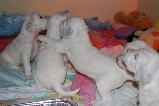 Click for large image