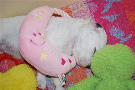 Click for large image