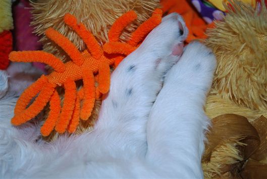 Click for large image