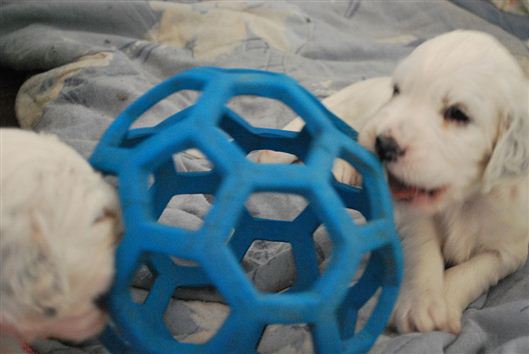 Click for large image