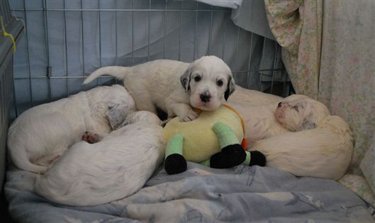 Click for large image