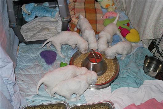 Click for large image