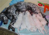 Click for large image