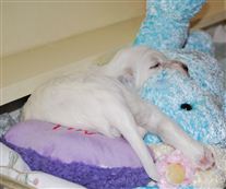 Click for large image