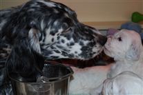 Click for large image