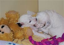 Click for large image