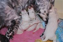 Click for large image