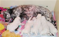 Click for large image